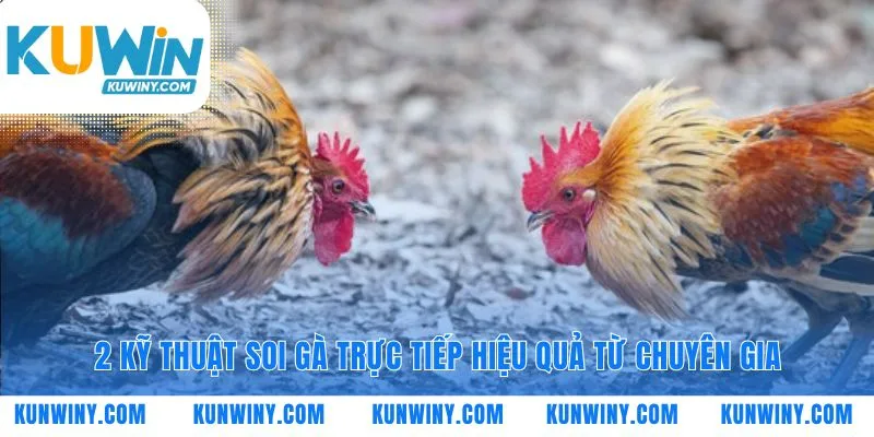 Soi gà trực tiếp tìm dấu hiệu của nhà vô địch